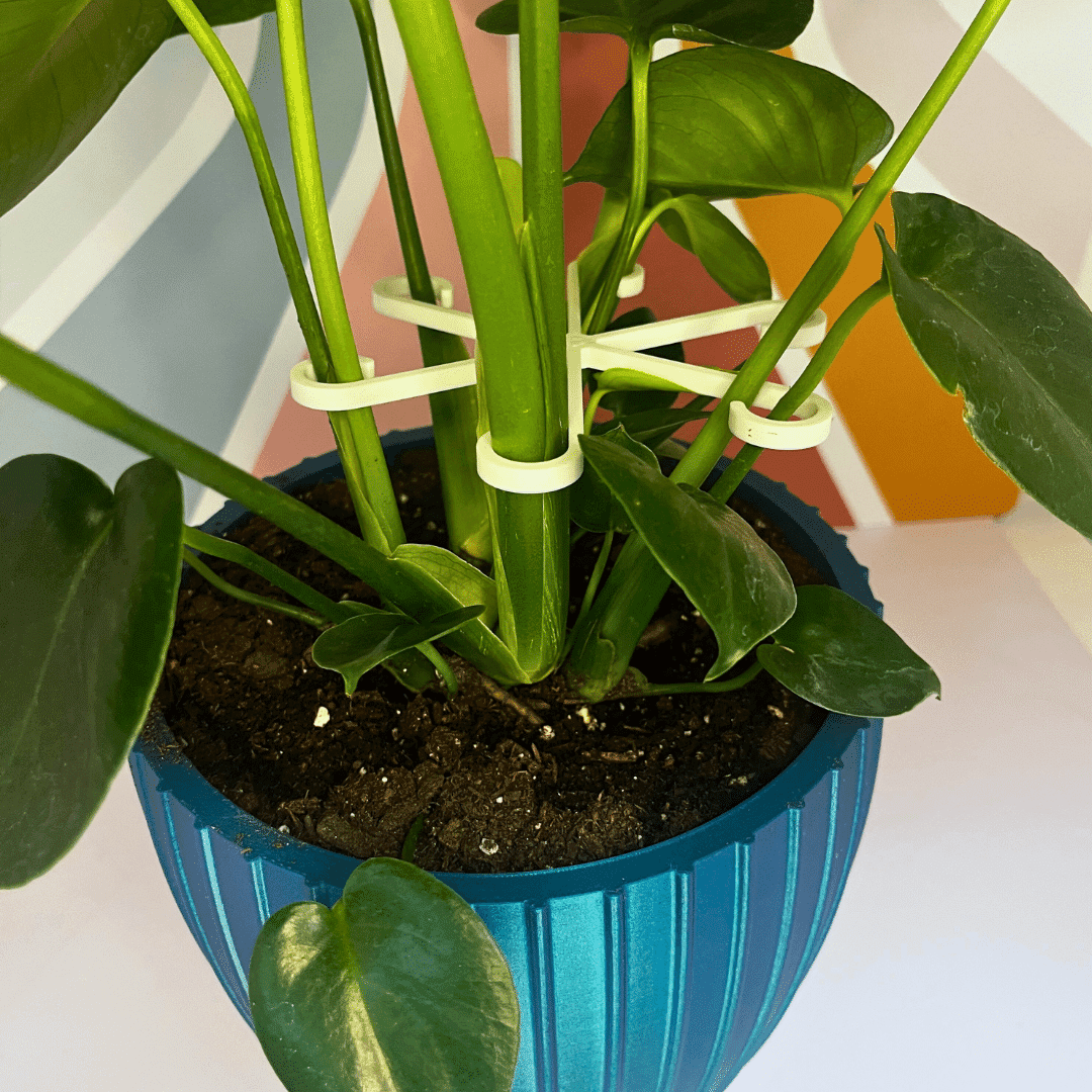 Chatelet Plant Climbers Stem Holders | Unique Design Supports for Growing Plants | 3 Sizes Included for Different Plant Stages | Made in USA (3 Pack, White)